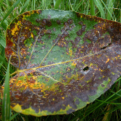 dead green leaf turning yellow and brown