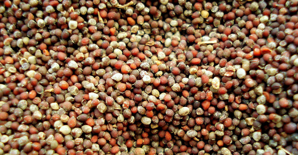 brown yellow and red mustard seeds