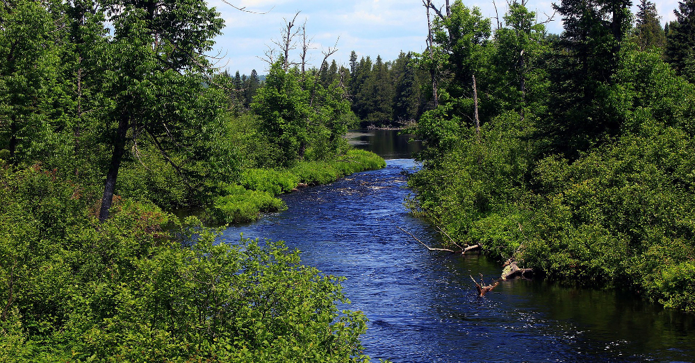 river flowing through a forest landscape in Minnesota