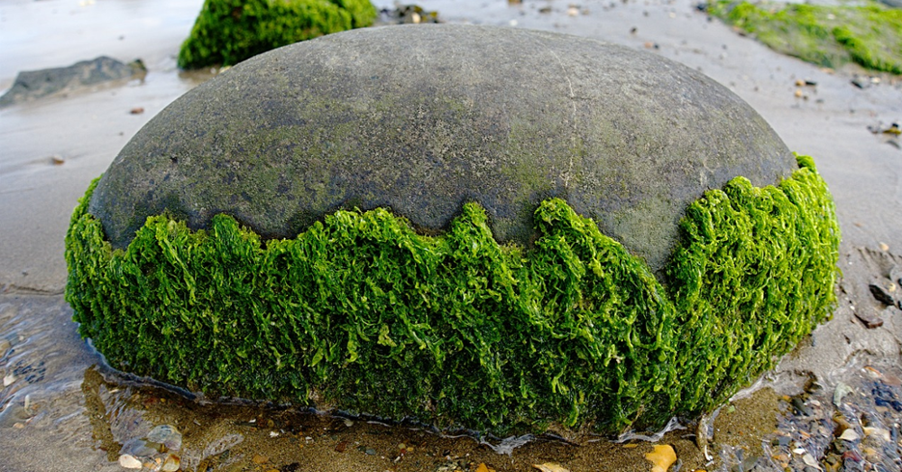 A rock laying on a beach with seaweed covering it