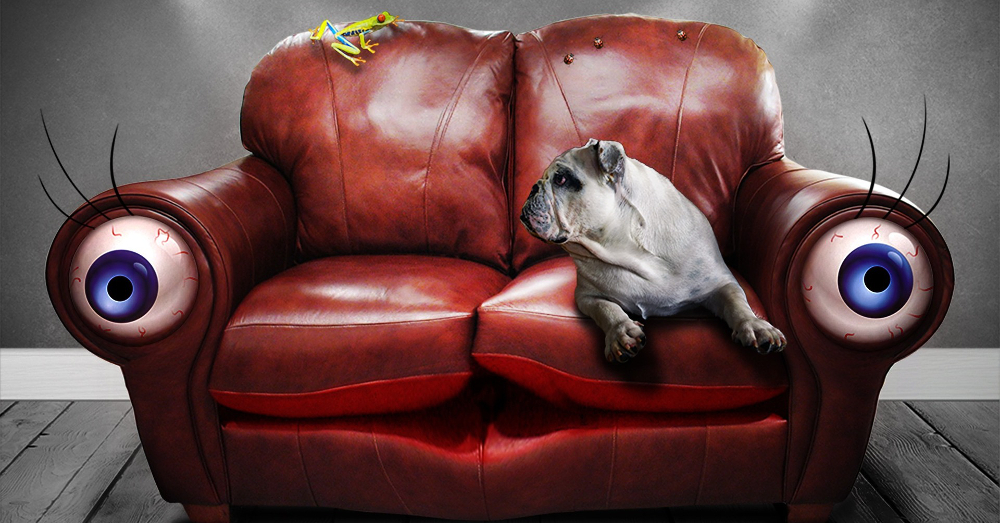 dog and frog sitting on a sofa that has eyes