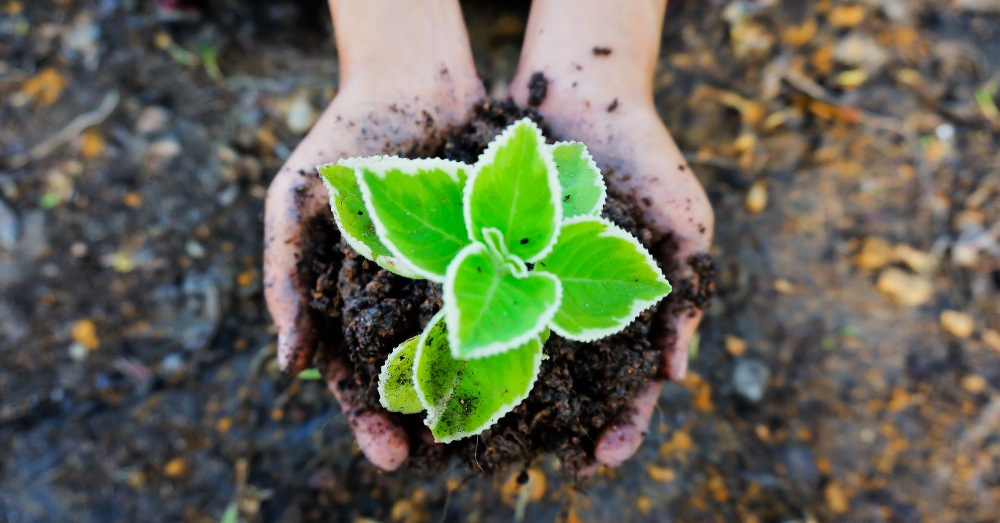 hands holding a green and white plant seedling