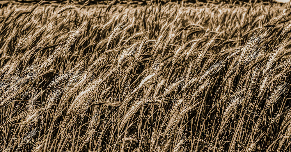 farm field crop of wheat blowing in the wind