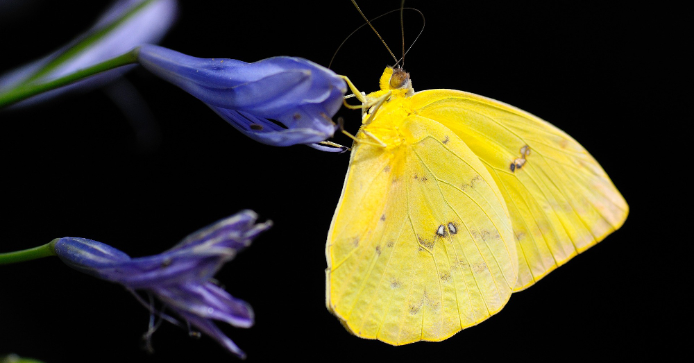 yellow butterfly on a purple flower in front of a black background