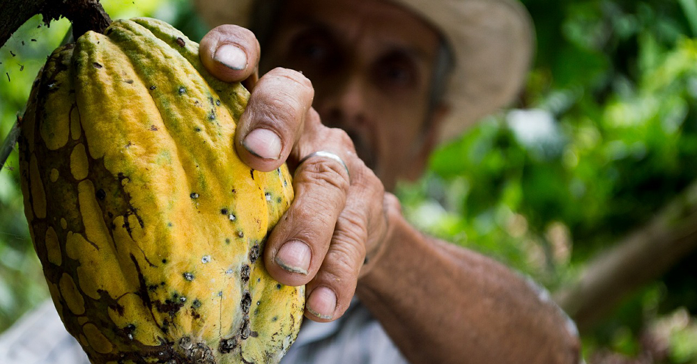 farmer harvesting a cocoa bean