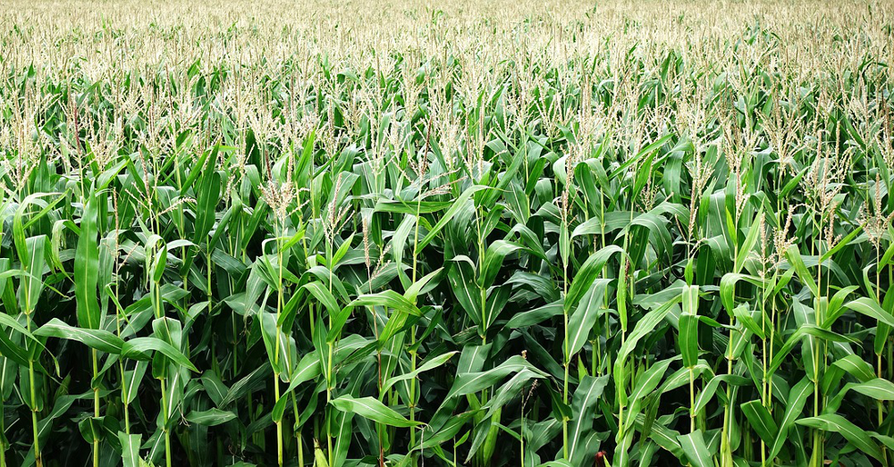corn field on an agricultural farm
