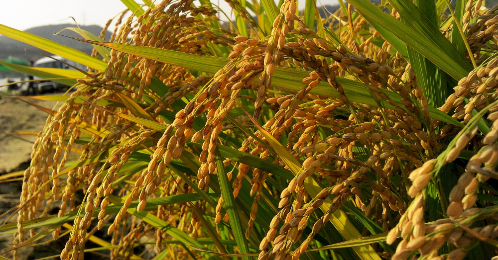 crop field of ripe rice