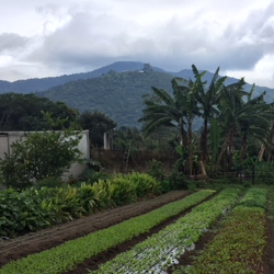 farm in Guatemala