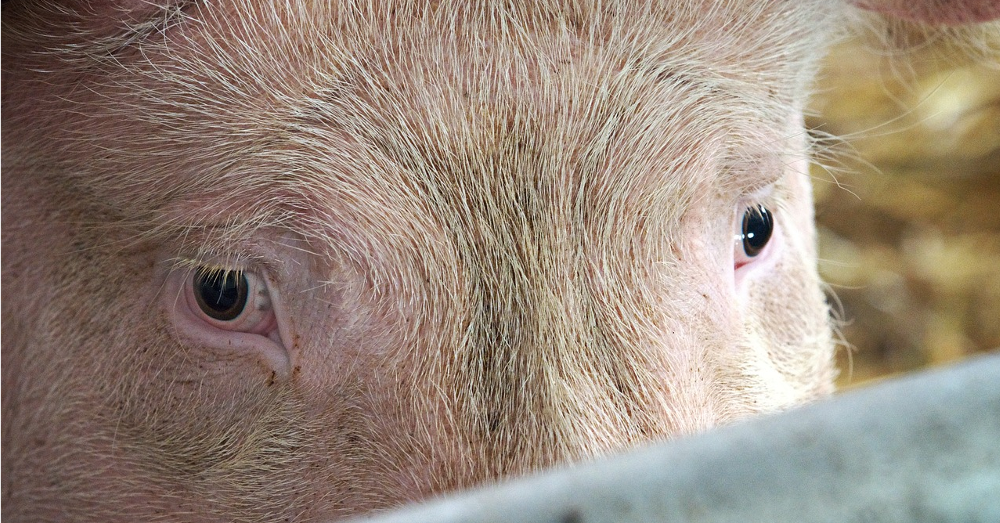 pig's eyes looking through fence