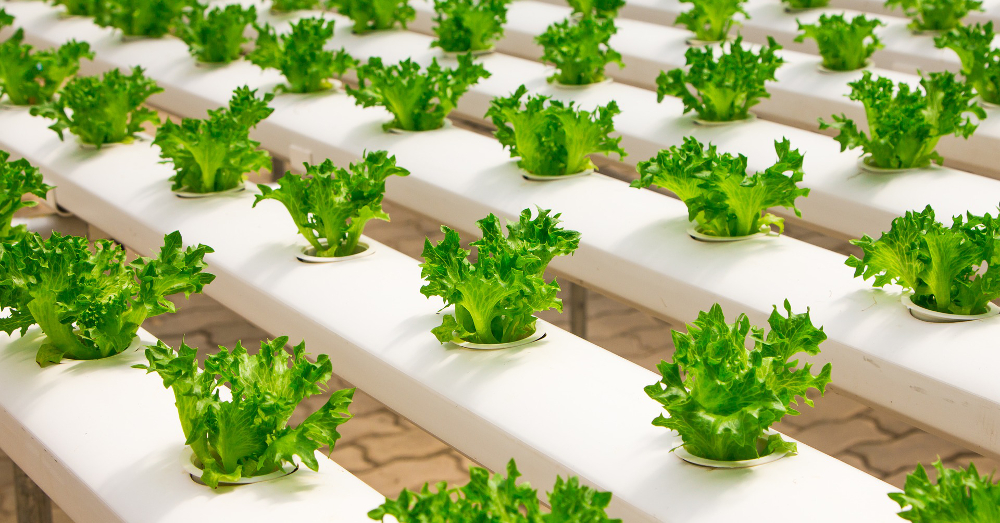 greenhouse farm crop of hydroponic lettuce
