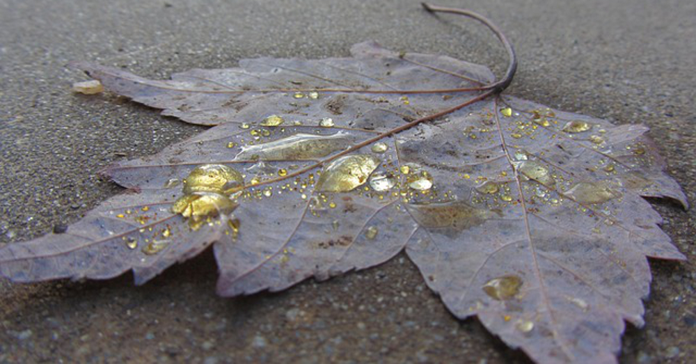 brown autumn leaf covered in yellow droplets of herbicide
