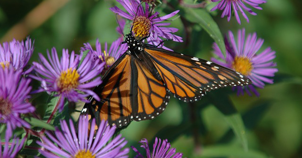 monarch butterfly landing on a bunch of purple flowers