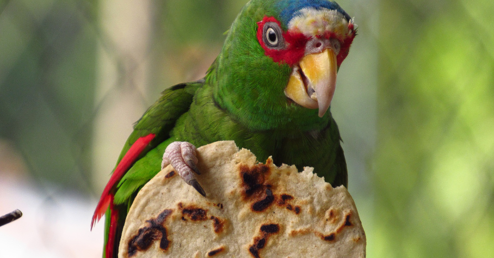 parrot eating a tortilla