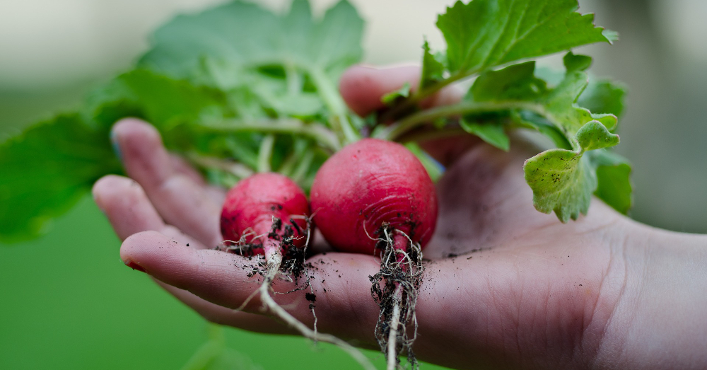hand holding a harvest of red radishes