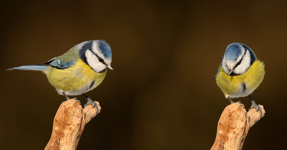 small blue and yellow songbirds