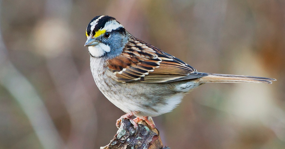 white throated sparrow perched on branch