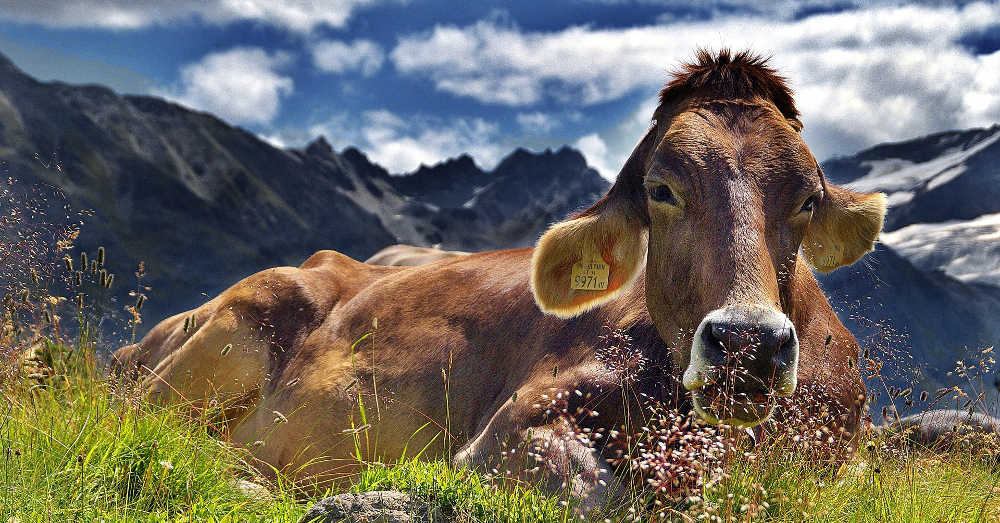brown cow resting in a meadow by a large mountain landscape