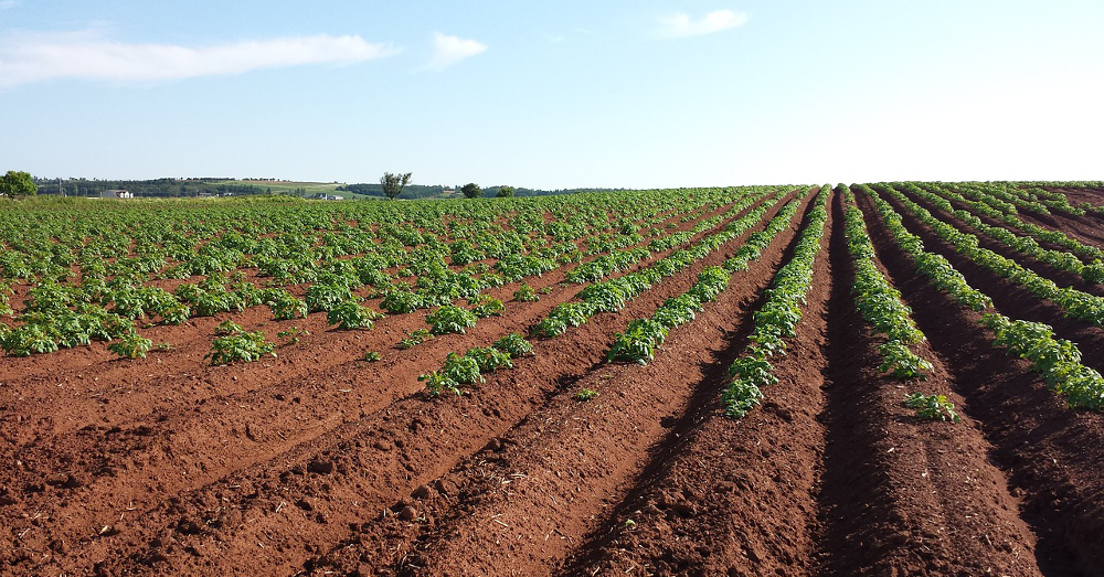 tilled rows of potato plants on an agricultural farm