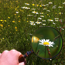 magnifying glass enlarging a daisy in a field of wildflowers