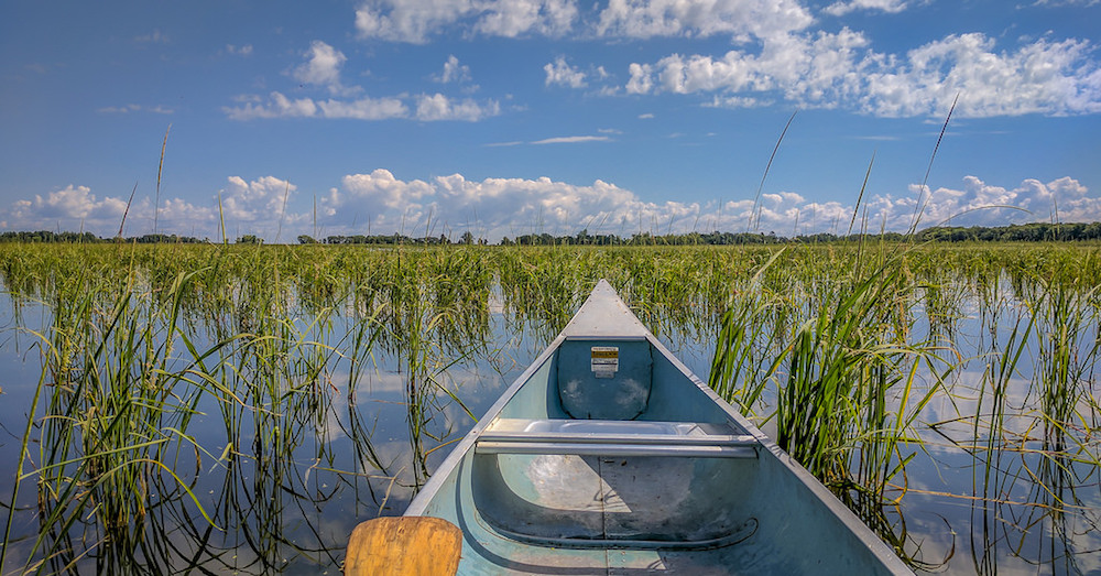 wild rice, canoe on lake