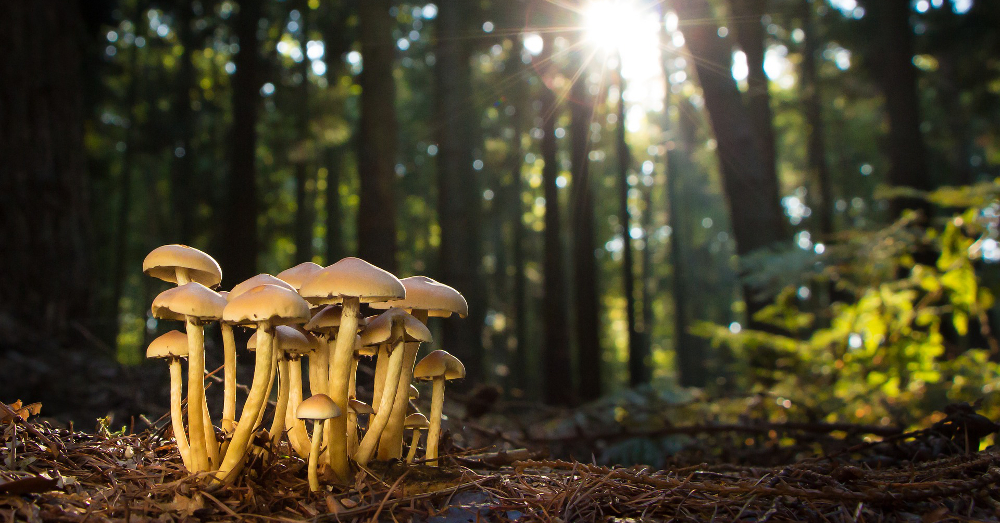 cluster of white mushrooms on the forest floor dappled with sunlight