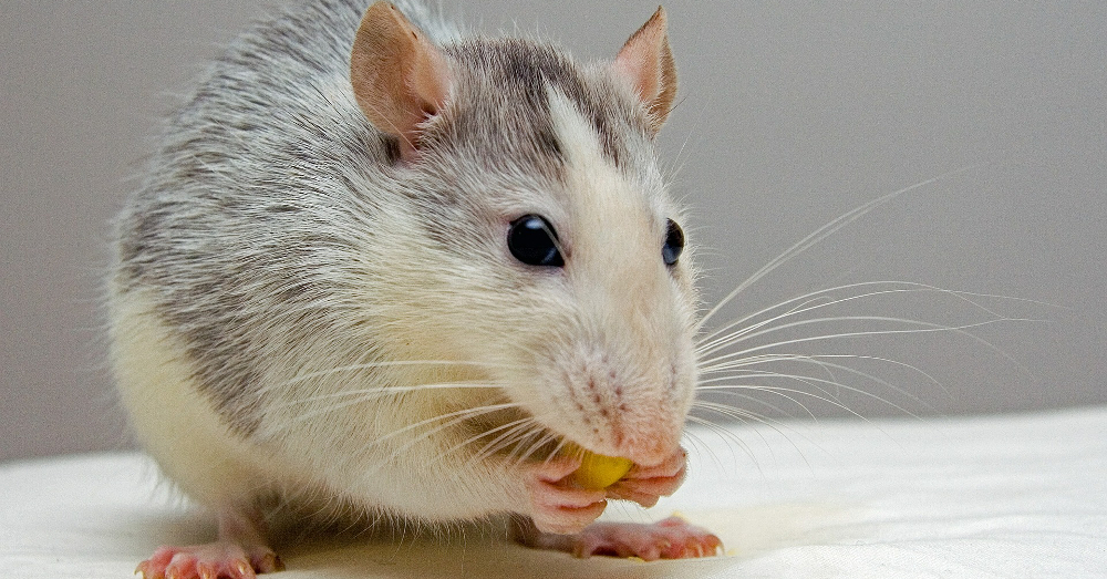 rat eating a corn kernel