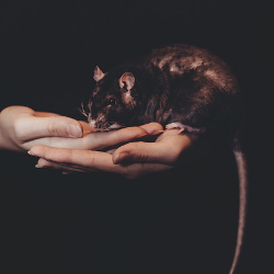 pair of hands holding a black rat