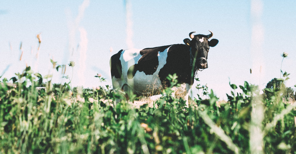 black and white cow standing in a grassy meadow farm field