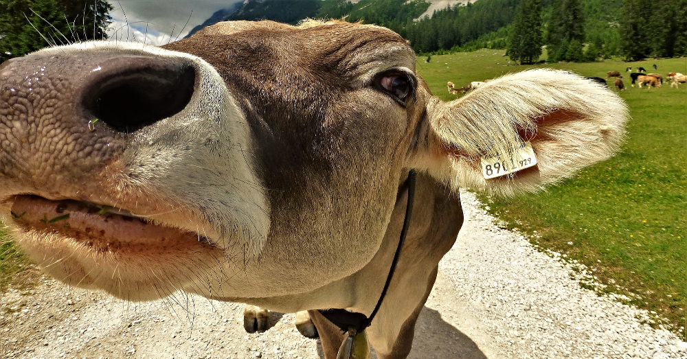 closeup shot of a cow in a grassy field smelling the camera