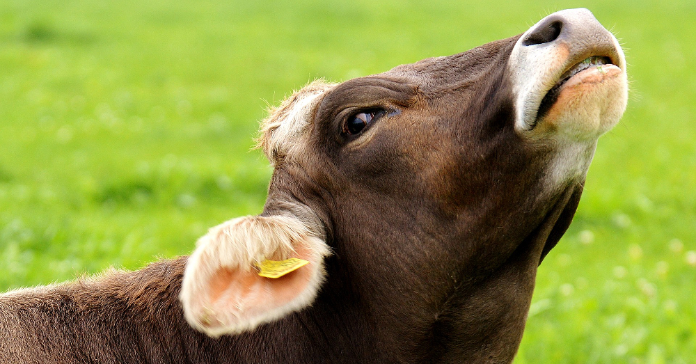cow in a green grassy pasture field with its head raised up