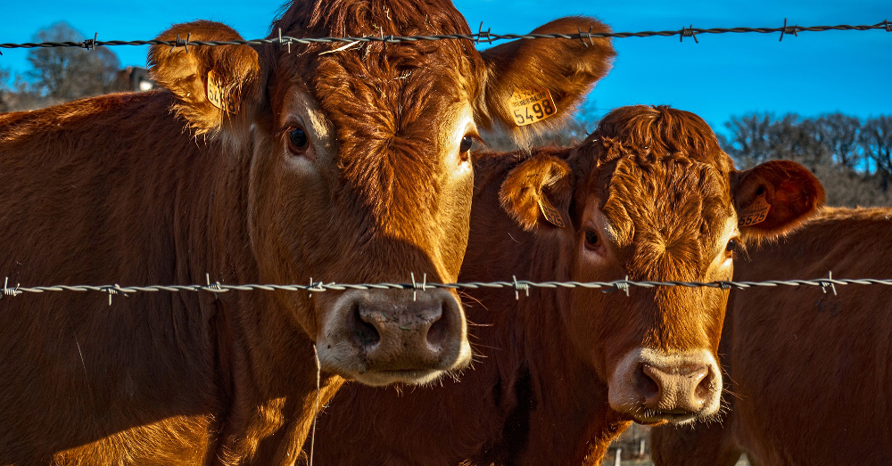 brown livestock cows on a farm field next to a barbed wire fence