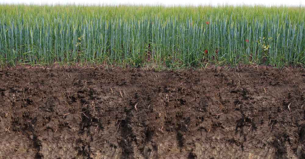 cross section of an agricultural crop field of barley showing roots and soil