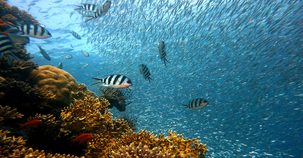 colorful tropical fish swimming in the ocean near a coral reef