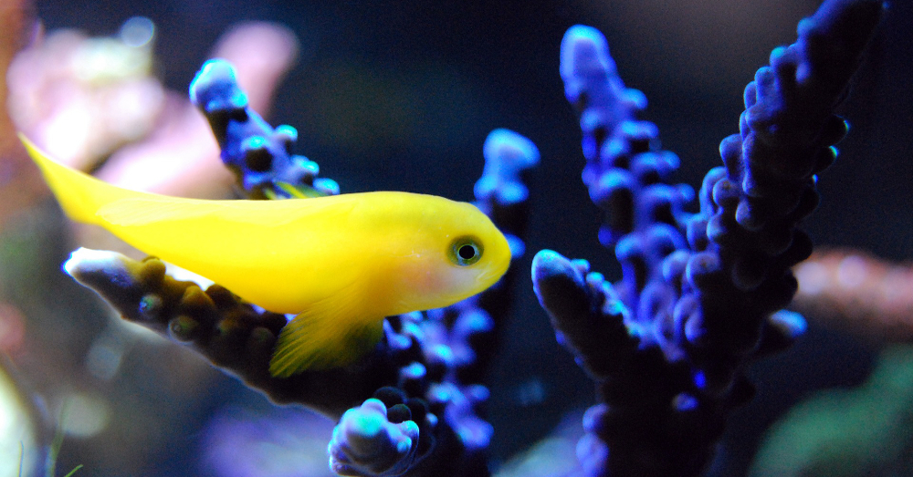 yellow fish swimming by a blue coral reef