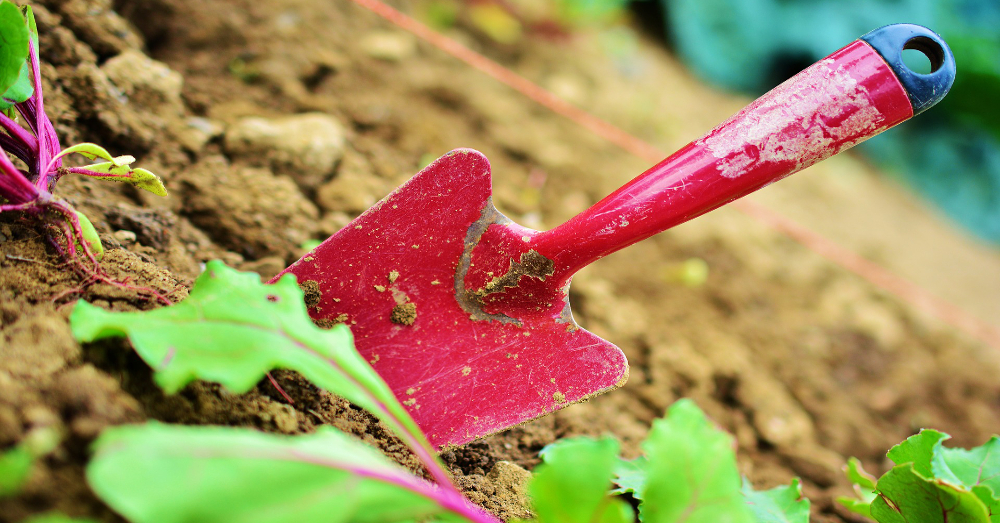 red gardening shovel in a bed of soil near some green plants