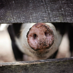 black and white pig sticking its nose through a fence on a farm