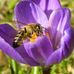 single honey bee on a purple crocus flower in the spring