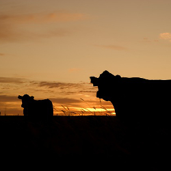 silhouettes of cows grazing in a field at sunset