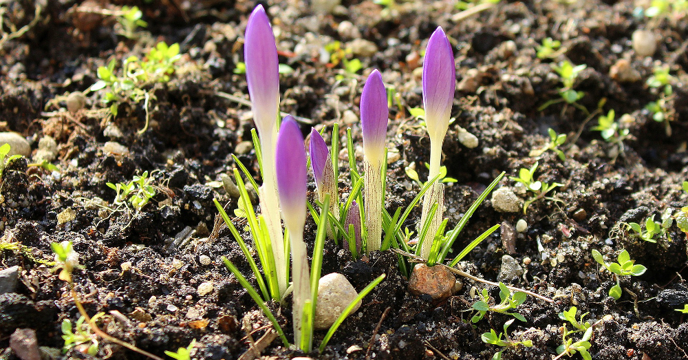 purple crocus flowers growing in dark soil in the spring
