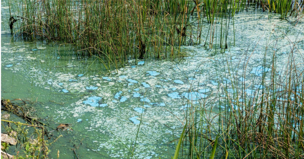 Cyanobacteria pollution from Big Dairy runoff