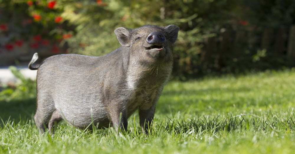 gray pig in a grassy field smiling in the sunlight