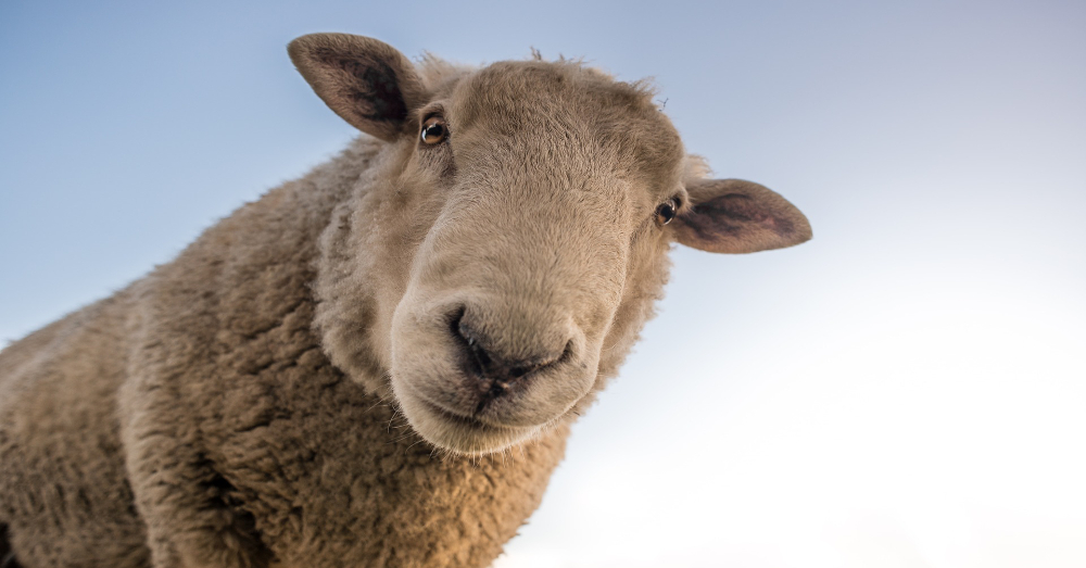 image of a curious sheep from below with a blue sky background