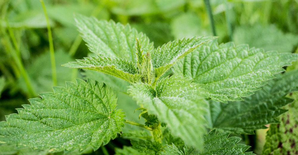 green patch of stinging nettle weeds and plants