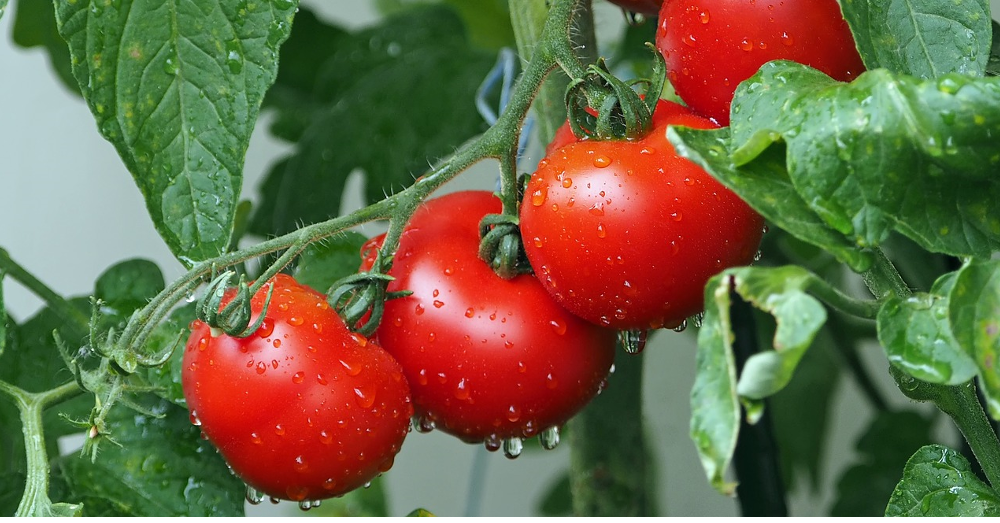 dewdrops on red tomatoes on the vine