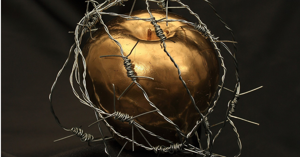 forbidden fruit golden apple wrapped in sharp barbed wire