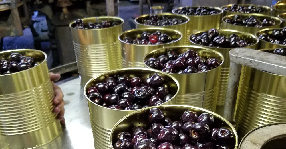 canned cherries in a factory