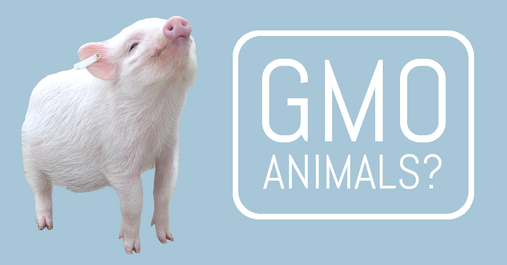 GMO Animals? (image of a piglet with nose in the air)
