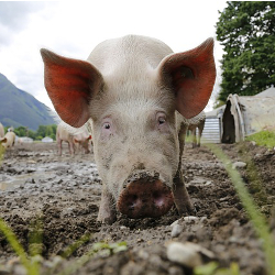 pig on a farm field with its nose in the mud
