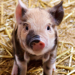 black and white piglet on a farm in hay