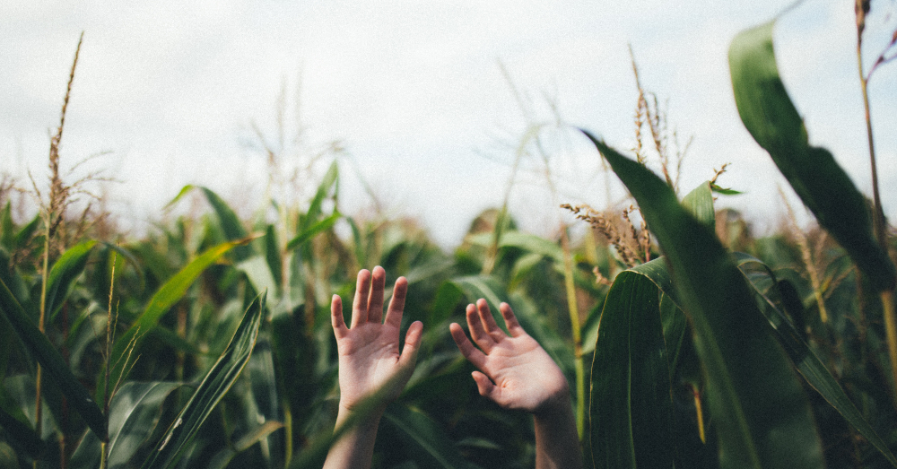 person with their hands up toward the sky in a corn crop field